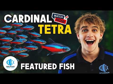Thinking of Adding Cardinal Tetras to Your Tank?