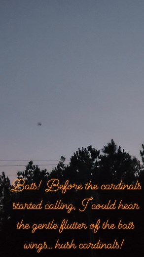 Hush cardinals, I'm trying to film the bats! 🦇🦇🦇🦇 #bats | Lisa Pape Reynolds