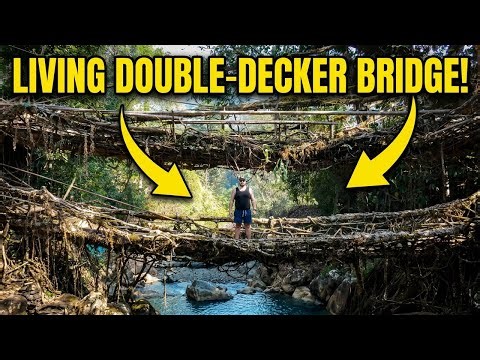 The Bridge That Breathes | Living root bridges of Meghalaya