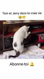 51K views · 748 reactions | Tom et Jerry dans la vraie vie  #viralreels #fypシ゚ #reelsfypシ | Abdoul Kader Amd | Facebook