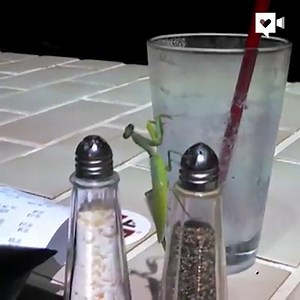 321K views · 86 reactions | Since you can't watch April the Giraffe right now, how about this dancing bug to entertain you? Via Humankind | WKYC Channel 3 - Cleveland | Facebook