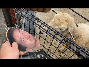 ヒツジ vs 野獣先輩