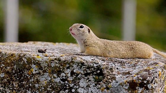 What do ground squirrels do all day?