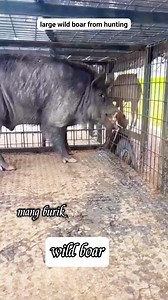 1M views · 6.3K reactions | large wild boar from hunting #reels #fyp #hunting Sorotan | Mang Burik | Facebook