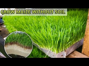 Maize #Hydroponic Fodder. Cutting Down Livestock Feed Cost.