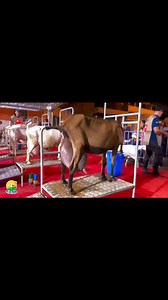 4.1M views · 10K reactions | Milking technology & Milking goats #excelgenentics #goatequipments #reelsindia #reeltrending #reelsinstagram #ExcelAgroServices #goatfarmingIndia #funnyvideo #aivideoshoot | Excel Agro services | Facebook