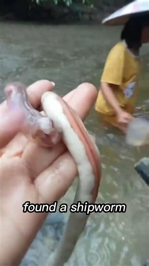 Ever seen this strange creature coming out of wood underwater? 👀 It’s a shipworm — the tiny destroyer that once sank thousands of ships by eating wood from the inside! ⚓🐛 Even today, it causes massive damage… but here’s the wild part — people in the Philippines eat it raw because it’s packed with more protein than chicken! 🍗😳 Would you dare to try it? #Shipworm #OceanSecrets #WeirdNature #AnimalFacts #SeaCreatures #NatureLovers #ScienceFacts #MrAtomic #DidYouKnow #UnderwaterWorld #MarineLife