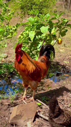 Majestic Rooster Standing Near Flowing Water | Peaceful Village Morning Sounds #villagelife #rooster