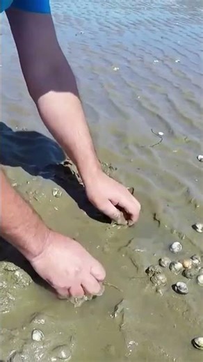 Foraging Welsh Cockles – Age, Growth & Tides 🌊