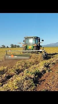 harvest process Ness Farms pinto beans