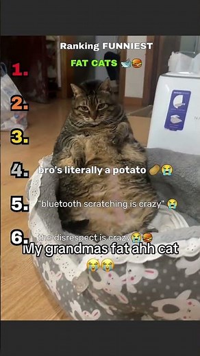Ranking Funniest Fat Cat Videos 😂🐈 Wait Until #1! #ranking #funny #cats #memes #funnyanimals #fat