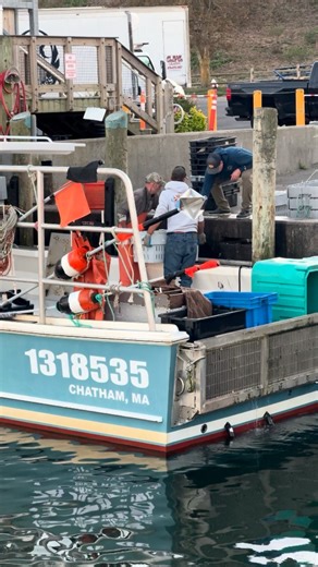 96K views · 1.3K reactions | Local seafood coming off the boats fresh daily!  The Chatham Pier Fish Market closes Nov. 2nd! | CHATHAM PIER FISH MARKET | Facebook