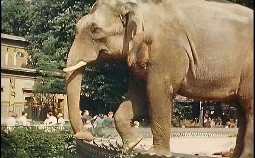 1936年德国柏林的市容街景风土人情和民众的日常生活 （珍贵历史影像）