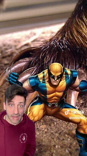 Honey Badger vs. Wolverine: Epic Animal Showdown