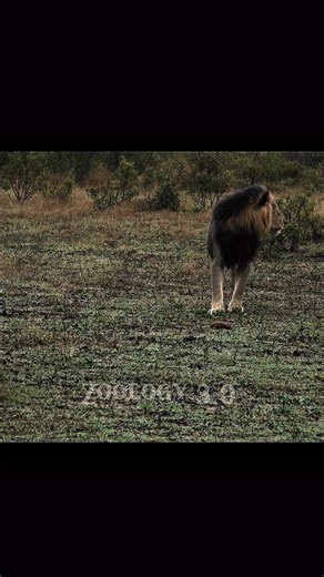 Exploring the Mapogos: The Powerful Brothers of the Wild