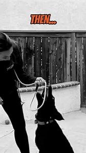 🐾 Bear, a 5-month-old Labrador Retriever, joined our 2-week Urban K9 Program to work on nipping, leash grabbing, and channeling his playful energy into good behavior. With Trainer Elaine's fun and expert care, Bear learned to stay calm, focused, and responsive even in exciting situations. Now, every interaction is joyful and well-mannered! 🐶✨ Want your pup’s success story? Contact us today! 📞 844-955-6559 🌐 www.OLK9Trainers.com #OffLeashK9Training #DogTrainingSuccess #LabradorTraining #Happy