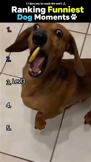 Top 5 Hilarious Dog Fails & Funny Moments 🐾 #shorts #viral #trending