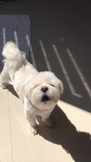 Angry Maltese Dog Funny TikTok Video