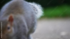 A squirrel with a fluffy tail explores the ground in a London park, showcasing its detailed fur texture and lively movements against a blurred green backdrop.