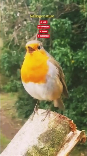 🐦 Britain’s Beloved Robin Singing at Sunrise ❤️🐦#Shorts