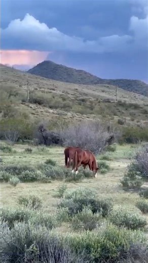 Horse mating with mare compilation