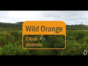 Wild Orange Oil – doTERRA Sourcing Brazil’s Orange Essential Oil