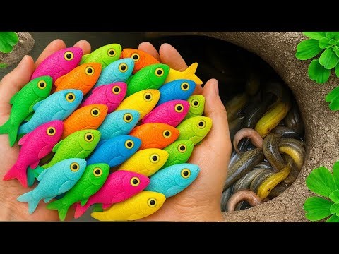 Catch Beautiful Freshwater Aquarium Fish in Shallow Water: angelfish, molly, crayfish, turtle