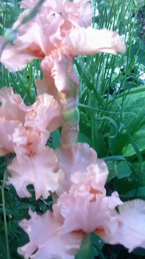 6K views · 668 reactions | Gorgeous pink irises flower #pink #Iris #fblifestyle #flowers #garden | DIY Garden Ideas | Facebook