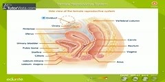 Functions of the Female reproductive System