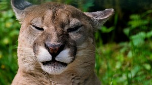 Puma, Predator, Dangerous