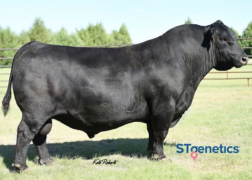 1.6K views · 22 reactions | Proven cow maker with progeny that...