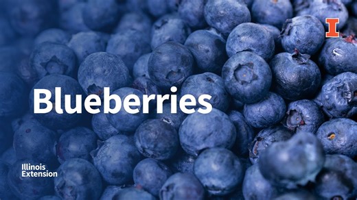 Picking, preparing, and storing blueberries
