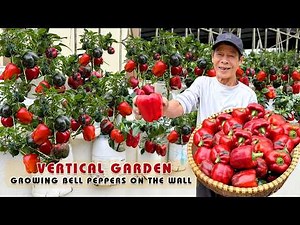 Once You See This Wall of Bell Peppers, You’ll Never Throw Away Plastic Bottles Again!