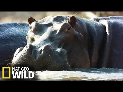 hippopotame vs crocodile