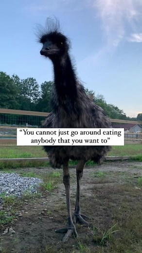 33K views · 910 reactions | Morning conversations with Rachel  Stopping your emus from being homicidal maniacs is a full time job!  #emusofinstagram #emusofinsta #rescueemu #birdsanctuary #birdrescue #rescuebirds #rescuebirdsofinstagram #venom #venommovie #venommemes #animalreels #farmsanctuary #animalsanctuary #animalsdoingthings #animalsdoingfunnythings #emu #veganfortheanimals #loveallanimals #funnyanimalvideos #funnybirds #dinosaursofinstagram | The Riley Farm Rescue | Facebook