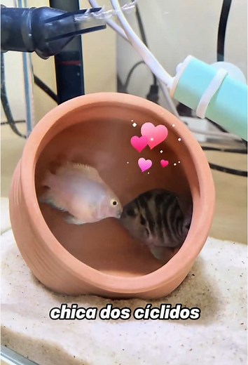 Fish Displaying Affection: Understanding Their Behavior