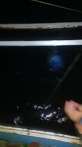 Red snapper #redsnapper #longlinefishing | totskie