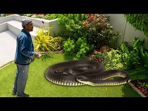 Deadly Snake In Her Yard