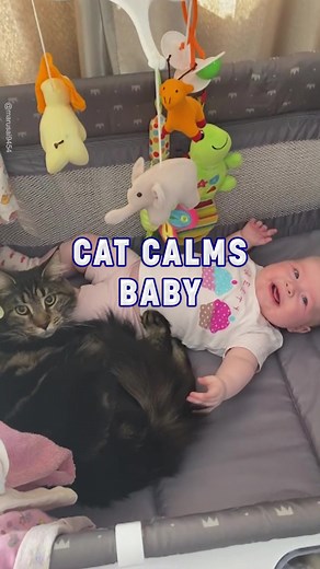 157K views · 2.1K reactions | Adorable moment one cat calms down a crying baby凉 #petfriend #catsandkids #cute | Awesome Videos | Facebook