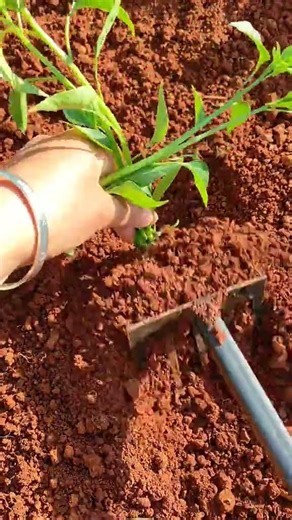 RT 90008568 mini rotary tillage and ridging all#in one 🌲 tree short view #rogator#shorts