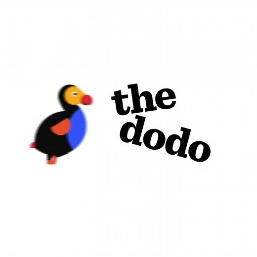 Wild Animals Playing In Backyards | The Dodo