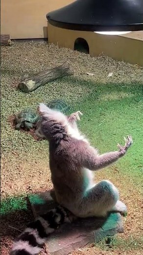 Madagascar’s King Julian Surprises Everyone with Opera Singing! 😲🎵 #shorts