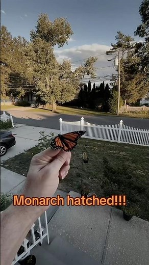 Early Monarchs hatching! #butterfly #nature #insects #butterflygardening #garden