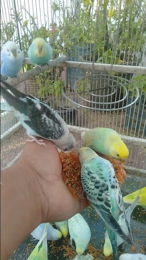 This Budgie’s Colors Change in the Light 😍🌤️