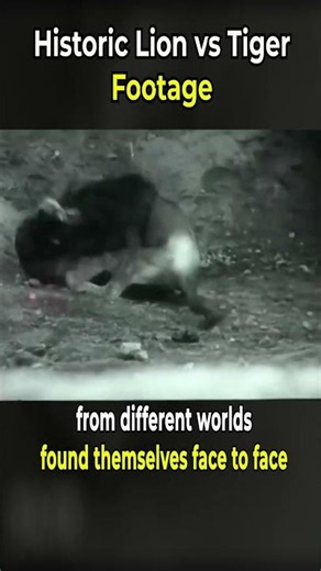 Historic Lion vs Tiger Footage