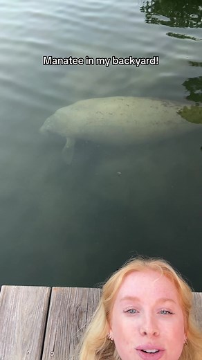 Manatee in My Backyard - Close Encounter with Little DOC | Florida