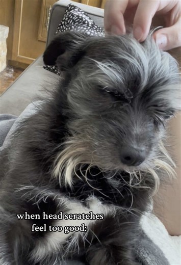 he needs a bit of a groom… #rustyintulsa #dogsoftiktok #dog #chihuahua #dogmom #headscratches #petthedog #dogtok #fyp #fypシ #viral #viraldog