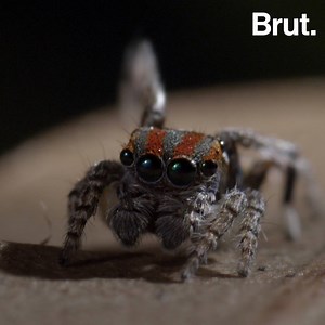 135K views · 529 reactions | To find a mate, not only does this spider have to dance, but it also has to be VERY good at it. | Brut nature | Facebook