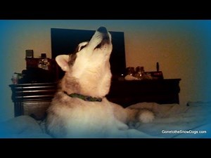 Husky Puppy Howling Memphis Learning to Howl *SNOW DOG SHORT 16*