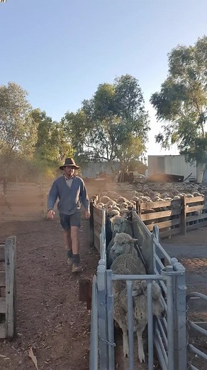 Drafting Merinos: A Sheep Farmer's Summer